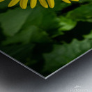 Leopards bane Metal print