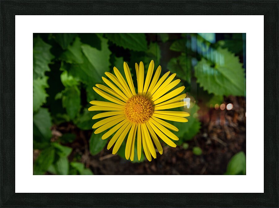 Leopards bane Picture Frame print