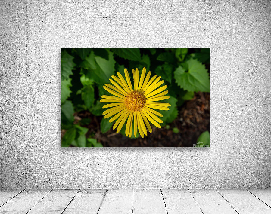 Leopards bane Wall Preview