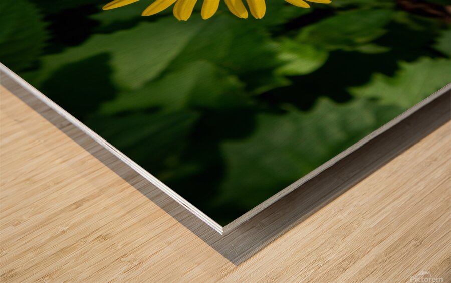 Leopards bane Wood print