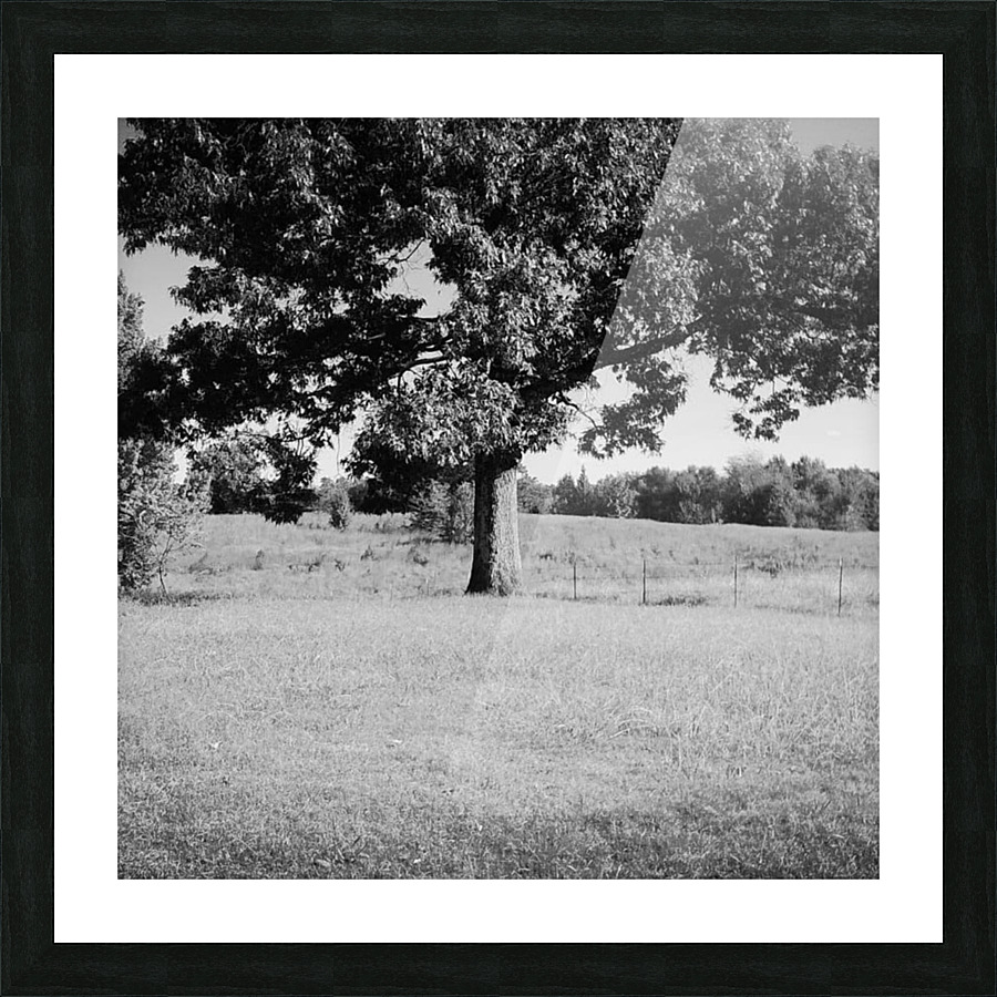 Old Tree Picture Frame print