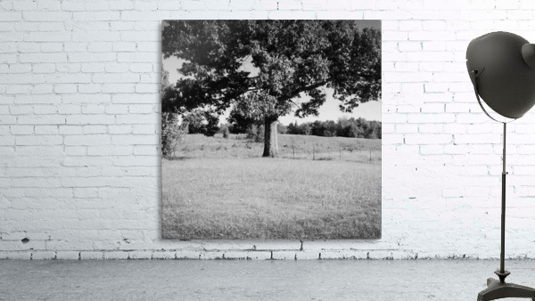Old Tree Wall Preview