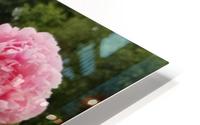 Pinky Ladies HD Metal print