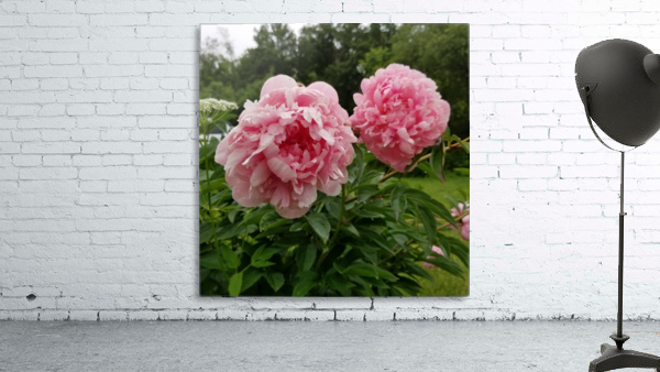 Pinky Ladies Wall Preview