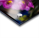 FLO 02267 Acrylic print