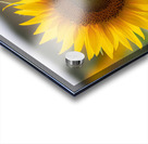 FLO 02580 Acrylic print