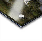 BIR 00215 Acrylic print