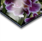 FLO 00547 Acrylic print