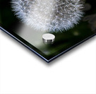 FLO 01805 Acrylic print