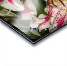 FLO 01811 Acrylic print