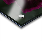 FLO 01799 Acrylic print