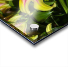 FLO 01809 Acrylic print