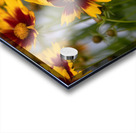 FLO 01801 Acrylic print