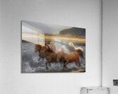 ANI 02127 Acrylic Print