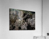 ANI 02141 Acrylic Print