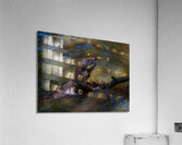 ANI 02197 Acrylic Print