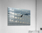 ANI 02338 Acrylic Print
