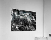ANI 02373 Acrylic Print