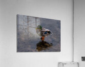 BIR 02156 Acrylic Print
