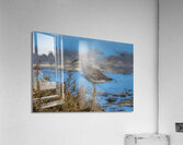 BIR 02256 Acrylic Print