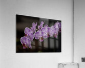 FLO 02268 Acrylic Print