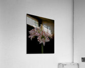 FLO 02276 Acrylic Print