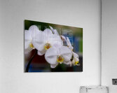 FLO 02271 Acrylic Print