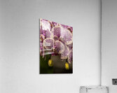 FLO 02270 Acrylic Print