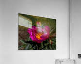 FLO 02285 Acrylic Print