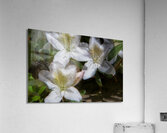 FLO 02213 Acrylic Print