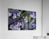 FLO 02294 Acrylic Print