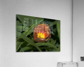 FLO 02208 Acrylic Print