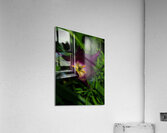 FLO 02207 Acrylic Print