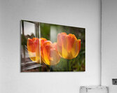 FLO 02209 Acrylic Print