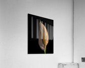 FLO 02218 Acrylic Print