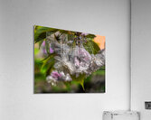 FLO 02307 Acrylic Print