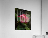 FLO 02275 Acrylic Print