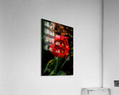 FLO 02211 Acrylic Print