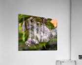 FLO 02155 Acrylic Print