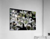 FLO 02287 Acrylic Print