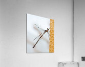 INS 02380 Acrylic Print