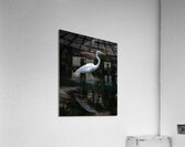 BIR 02417 Acrylic Print