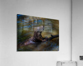 ANI 02433 Acrylic Print