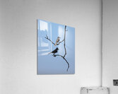 BIR 02448 Acrylic Print