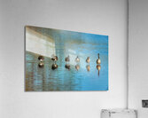 BIR 02464 Acrylic Print