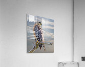 BIR 02462 Acrylic Print