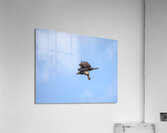 BIR 02445 Acrylic Print