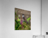BIR 02437 Acrylic Print