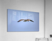 BIR 02446 Acrylic Print