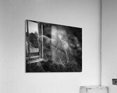 ANI 02475 Acrylic Print